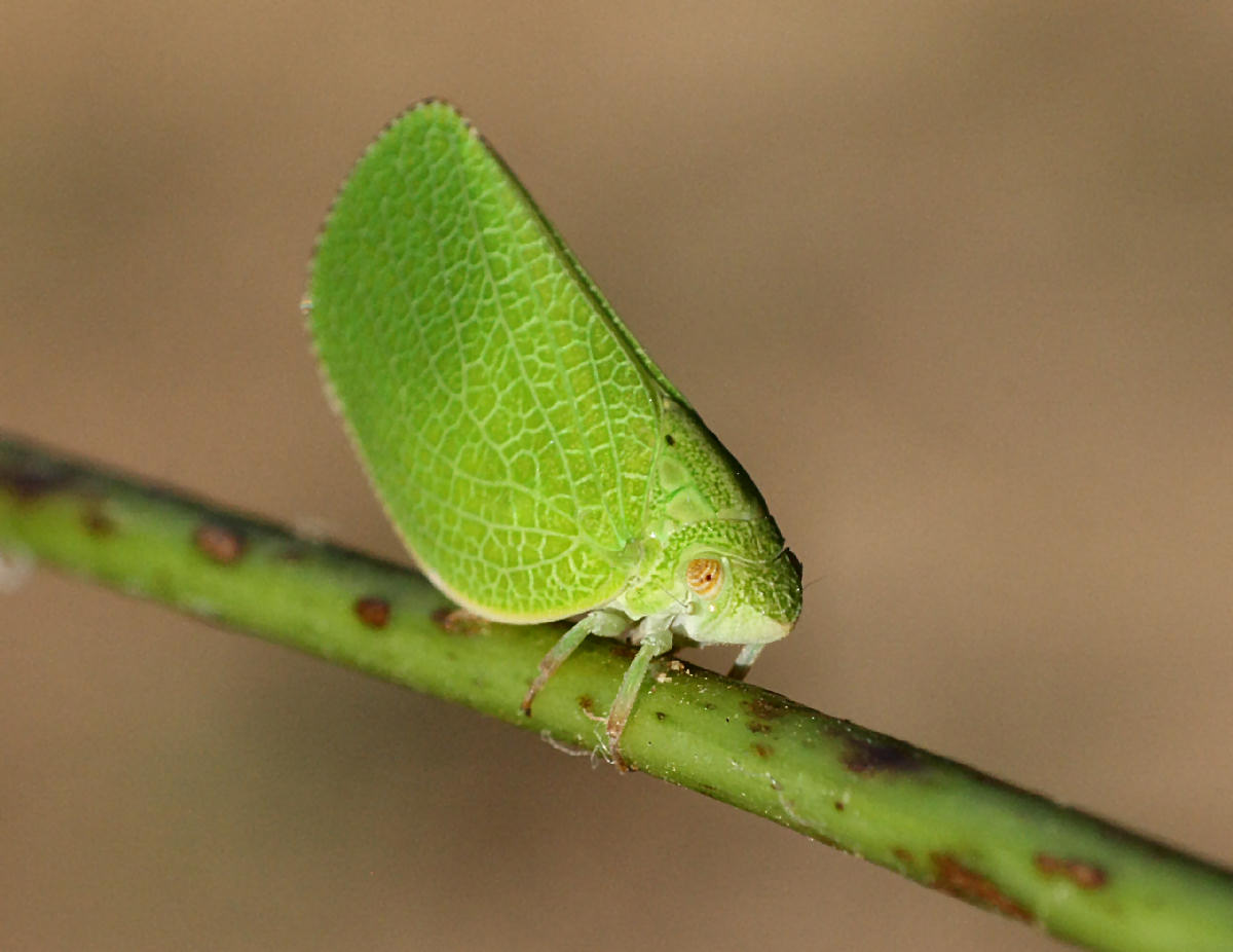  un emittero ? S, Acanalonia conica - Acanaloniidae.